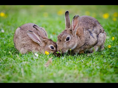🔴Beautiful Relaxing Music, Peaceful Calm Instrumental Music" Absolute Relax