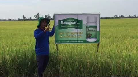 Basagran 480SL thuốc trừ cỏ lông heo, rất an toàn cho lúa