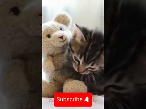 cat feeling emotional #pets #cat #youtubeshorts