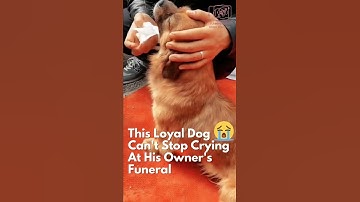 This Loyal Dog Can