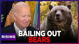 Republicans RAGE AS Biden Moves To PROTECT Grizzly Bears