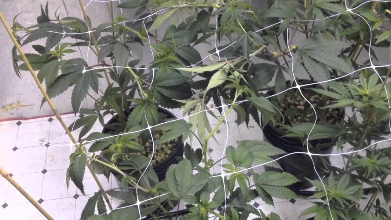 Pinkman Goo - 5000w, 6 strain genetics run ,ep2-5, ebb N grow bucket system, full setup, NO Co2