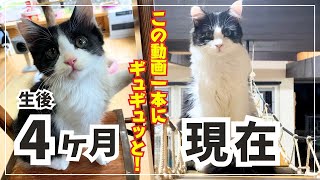 【子猫の成長記録】生後4ヶ月の保護猫がここまで成長