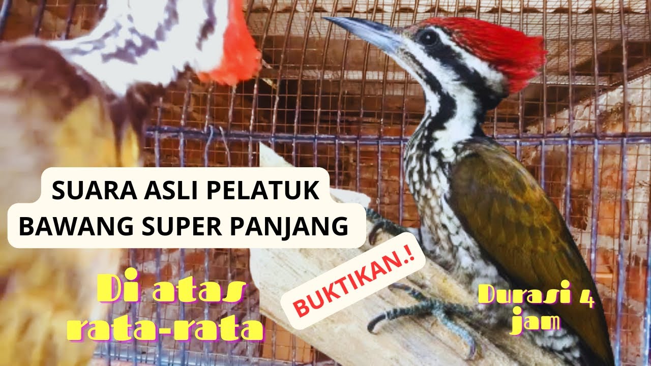 💥Suara kicau burung Pelatuk bawang gacor tembakan super//MASTERAN PELATUK BAWANG