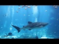 Georgia Aquarium video loop