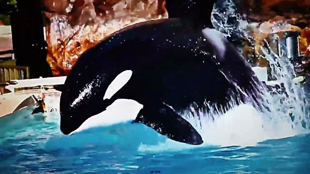 𝐊𝐫𝐢𝐠𝐬𝐠𝐚𝐥𝐝𝐫 {𝑺𝒆𝒂𝑾𝒐𝒓𝒍𝒅 𝑺𝒂𝒏 𝑫𝒊𝒆𝒈𝒐 𝑮𝒊𝒓𝒍𝒔}