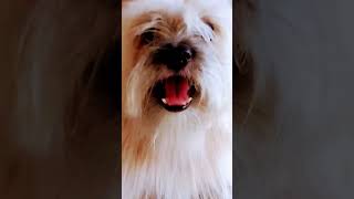 #lunapet luna