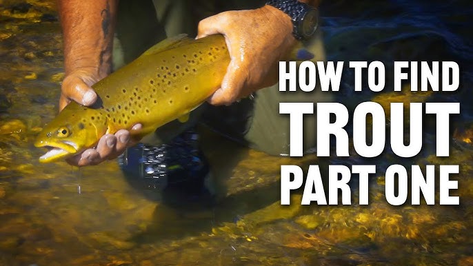 How To Find Trout in Rivers & Streams