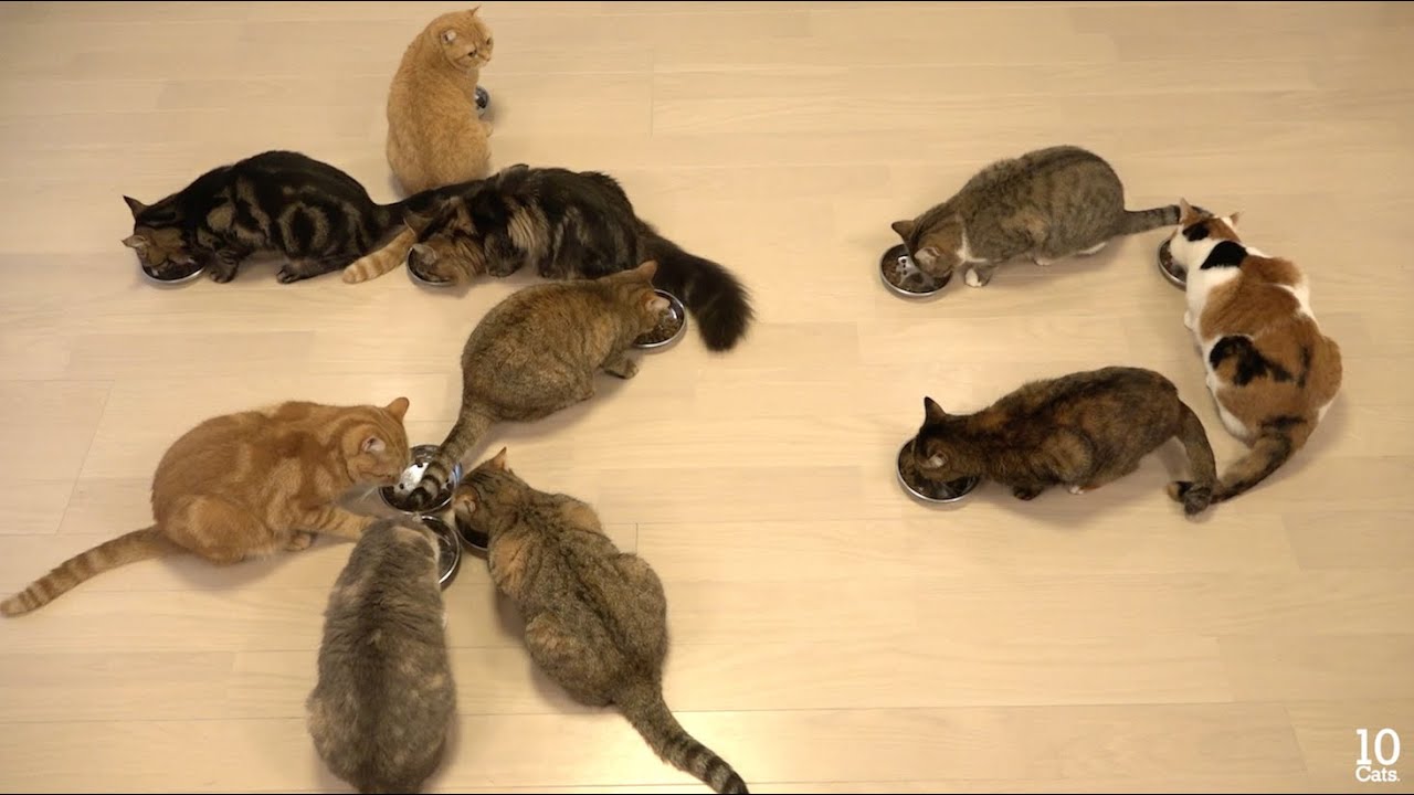 猫文字 ネコ 命 - YouTube