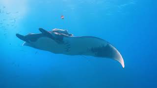 Socorro Manta Breaching