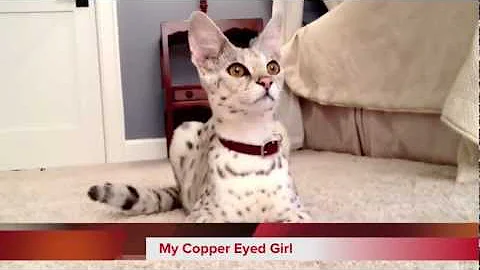 Watch the video about Frosting the 62.5% F1 Savannah Cat