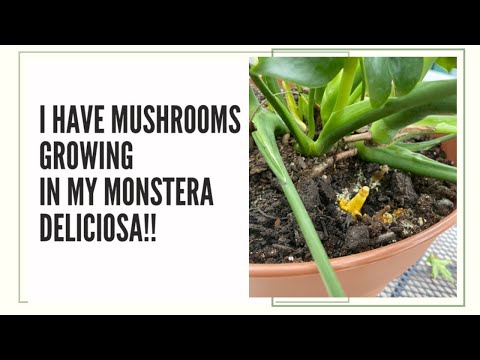 Omg I Have Mushrooms Growing In My Monstera Youtube