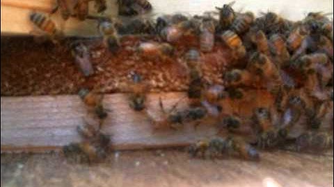 Adding a queen to a queenless hive.