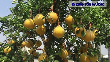 BƯỞI DIỄN GIÁ CAO VẪN HÚT NGƯỜI SÀI GÒN MUA CHƠI TẾT