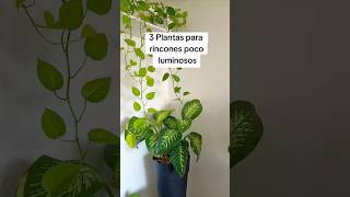 Plantas para rincones poco luminosos #plantas #plantasbonitas