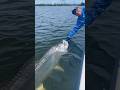 Giant Tarpon Fish 🐟 #shorts #facts #fish #amazingfacts #fishing #shortsfeed