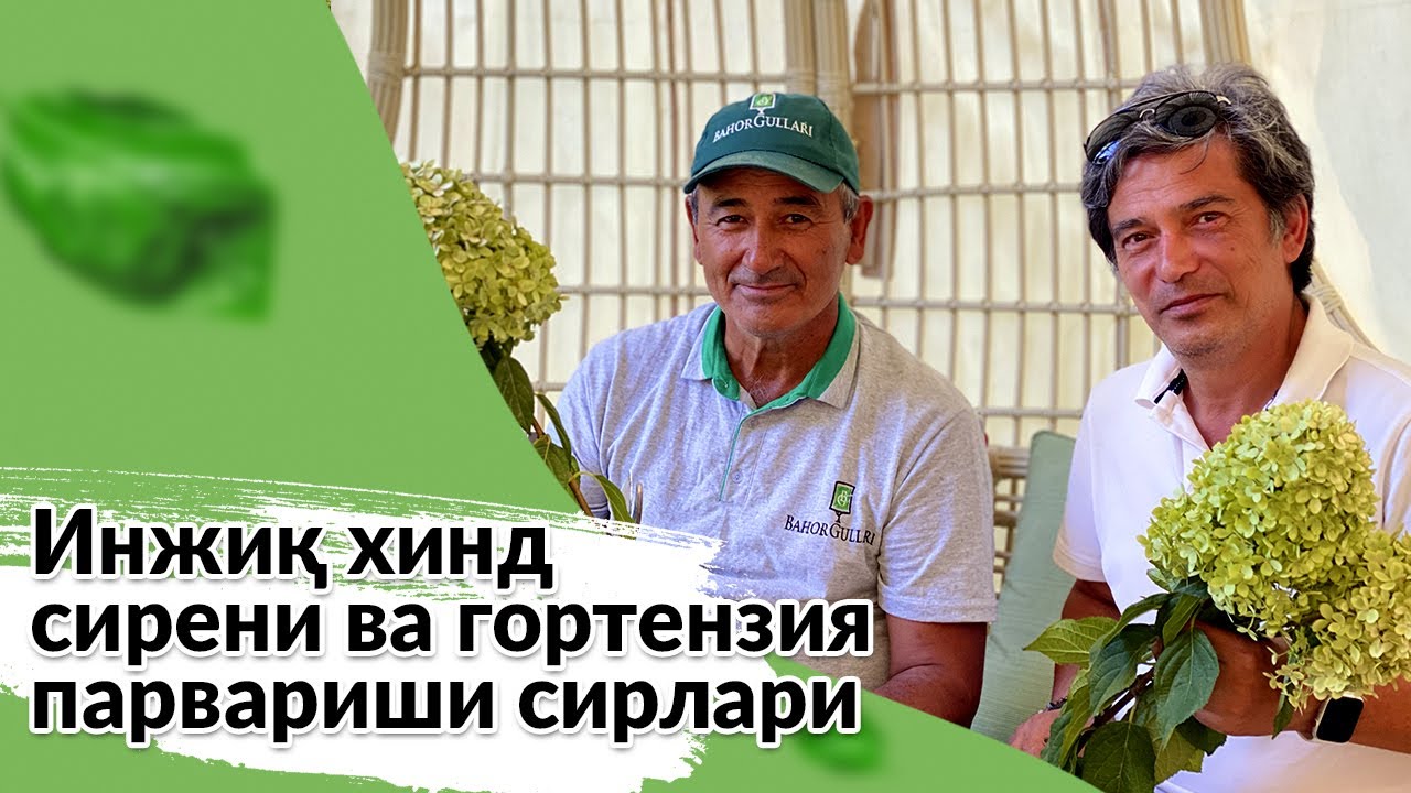 Инжиқ ҳинд сирени ва гортензия парвариши сирлари хақида биласизми?