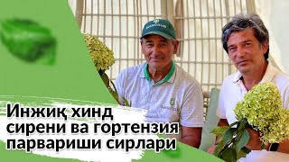 Инжиқ ҳинд сирени ва гортензия парвариши сирлари хақида биласизми?