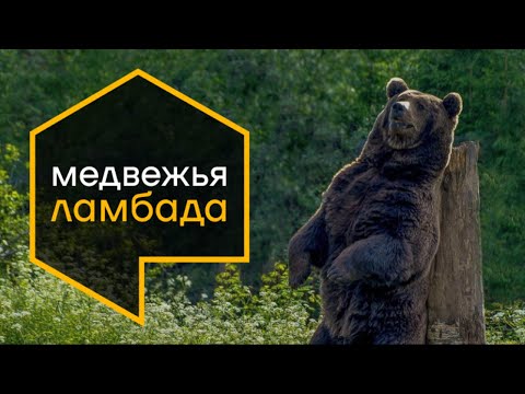 Video: Medveď grizly a medveď hnedý – vlastnosti, vlastnosti a zaujímavé fakty