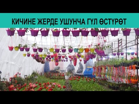 Video: Гүлдүн формасы маанилүүбү: Чаңдаштыруучулар үчүн гүлдүн ар кандай формалары