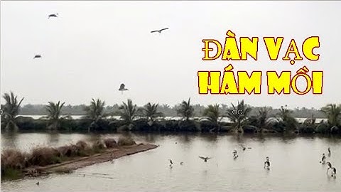 Đàn Vạc Hám Mồi/ Hành Trình Theo Chân Thợ Bẫy Cò, Vạc/ Bẫy ạc Trên Đầm Nước T45