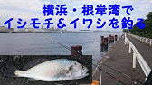 2019年7月 大磯海岸でイシモチ ニベ を釣る Youtube