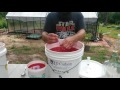 How To Make Watermelon Wine (Part 1)