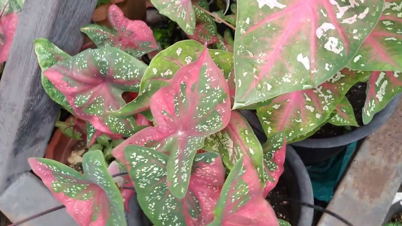 อัปเดตพืชผักหน้าร้าน 