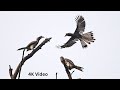Incredible Juvenile Grey Hornbill takes flight as Parents watch in Awe, Cutest Spotted Owtlet