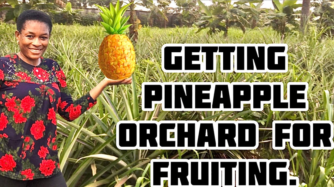 Getting Pineapple Orchard Ready For Fruiting
