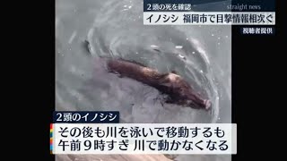 福岡市の川を泳ぐ２頭のイノシシ 力尽きたか(動物愛誤)(製造車禍.傷人.人身被害)(アニマルホーダー.動物囤積症.Animal Hoarding)(豚コレラ.豚熱.豬瘟.CSF)(トキソプラズマ症)