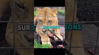 Le Vrai Patron N’était Ni Le Lion Ni Le Tigre 😾😅 #shorts