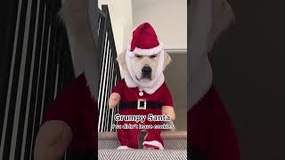 Dressing up my Grumpy Dog for Christmas!