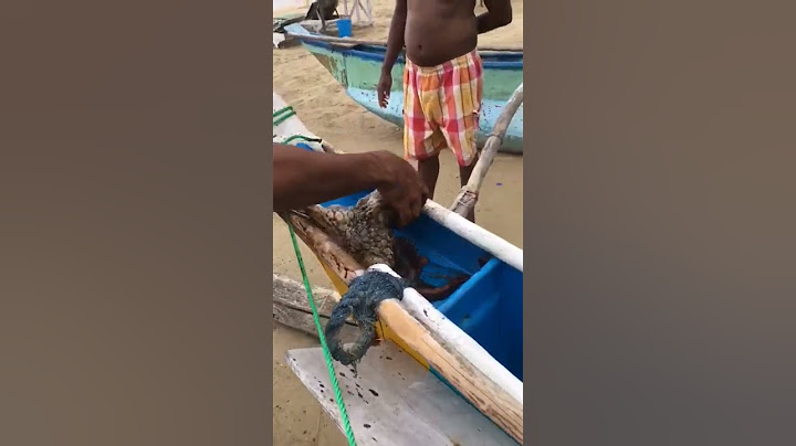sri lankan 🇱🇰  🐙   In Sri Lanka's sea screen, it is caught by fishermen. Big octopus. Octopus #sort