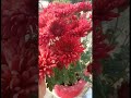 Guldaudi Red Flowers рџЊ рџ ћрџЊ рџ ћрџЊ рџ ћрџЊ рџ ћрџЊ рџ ћрџЊ Guldaudi Red Flowers рџЊ рџ ћрџЊ рџ ћрџЊ рџ ћрџЊ рџ ћрџЊ рџ ћрџЊ