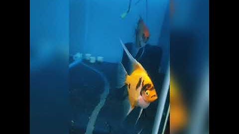 red devil    Angel                                                👹👹👹🐠🐠🐠🐠👹👹👹