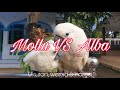MOLKEN VS ALBA | Perbedaan Burung Kakatua