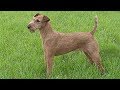 Dog breed irish terrier