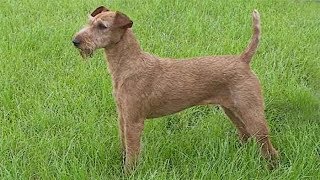 Dog Breed Video: Irish Terrier