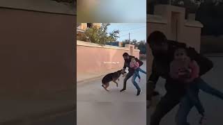 Green Screen .Tactical.k9