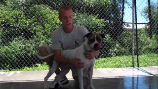 ADOPTED!! Adopt Lexie - Stevens-Swan Humane Society