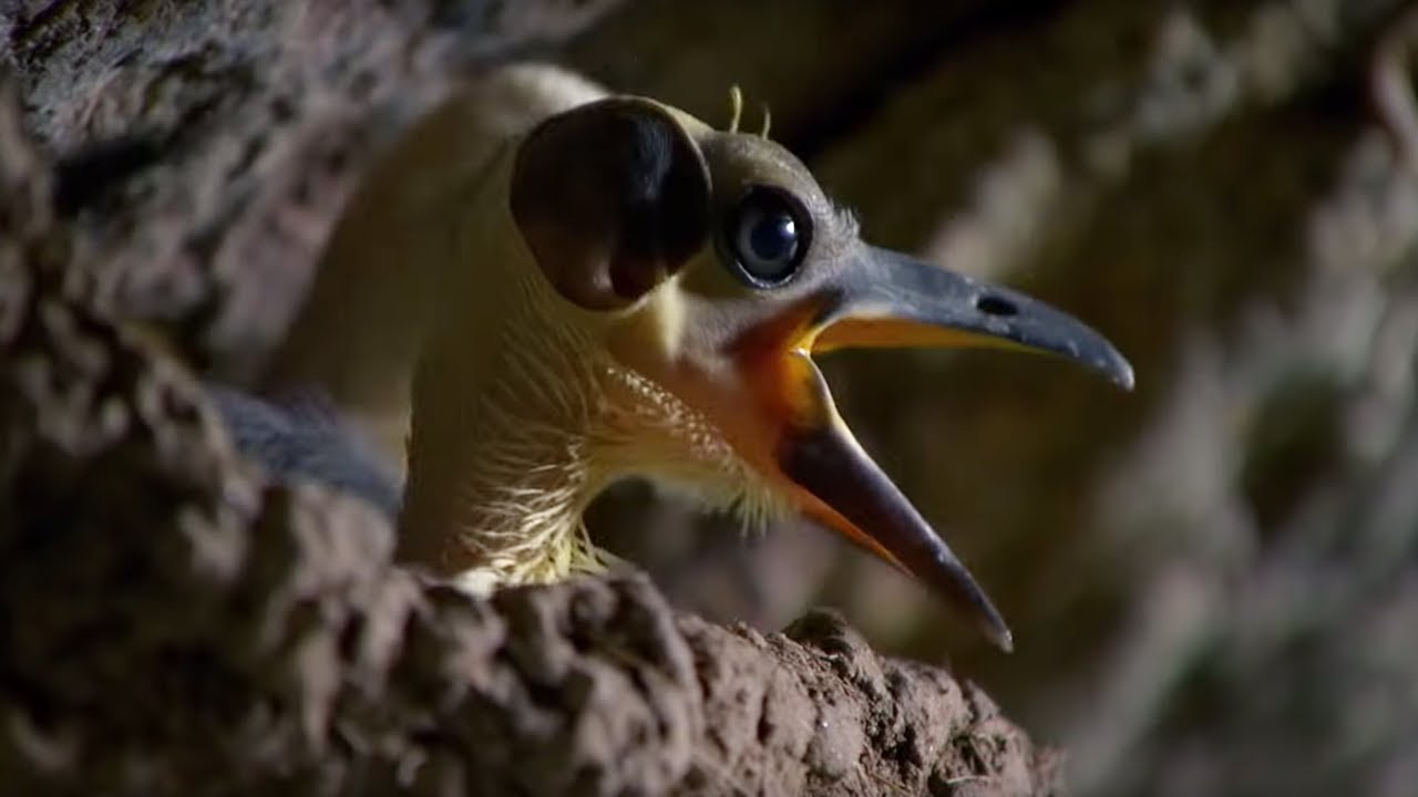 The Birds That Have Lived for 44 Million Years | Africa | BBC