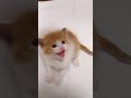 何に似てるかと思ったらセミの声でした【赤ちゃん猫　保護猫】 #gatto #kitten #子ネコ #cat #好きな子猫 #子猫 #meow #エウレカねこ部 #ねこ