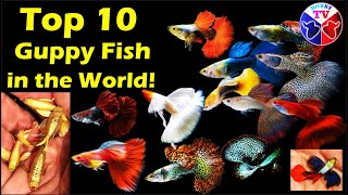 The Top 10 Guppy fish Varieties in the World!