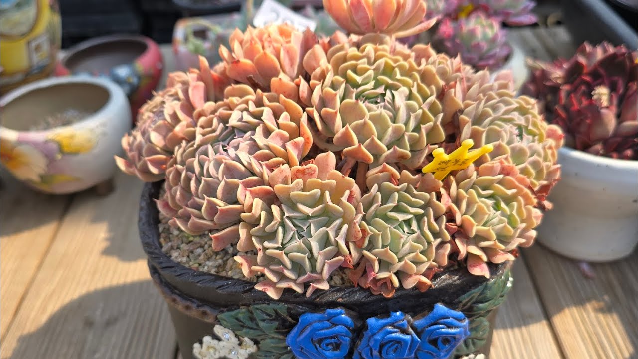 킵장에서💕 레블루션💕저면하기전 하엽정리~하고 가실깨요~~#레블루션 #초보다육 #다육이 #포천킵장 #킵장다육 #식집사 #로맨스다육표 