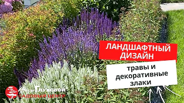 ТРАВЫ И ДЕКОРАТИВНЫЕ ЗЛАКИ