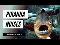 The animal sounds  how piranha noises  sound effect  animation
