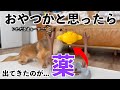 おやつだと思ったら薬が出てくるドッキリ仕掛けたら愛犬の行動が頭良すぎた!