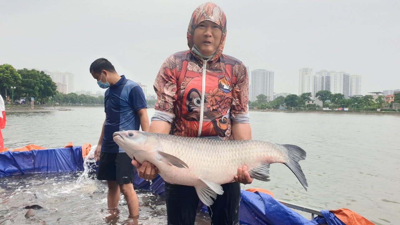 hồ câu giá rẻ ở hà nội New 2022 Hồ Câu Định Công Bồi 300 Trắm Đen Và 1 Tấn 4 Chép Phục Vụ Ngày Khai Trương 16 - 10