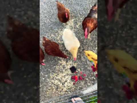 Let’s feed the